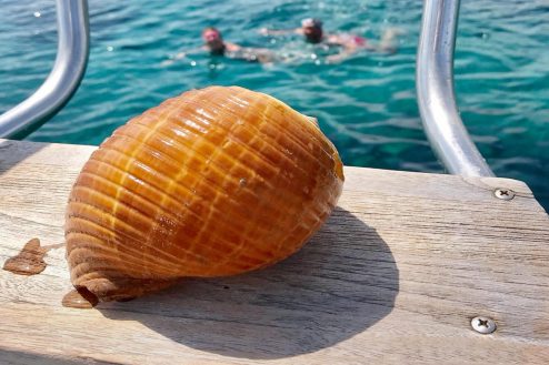 conciglia